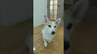 一生懸命な『あご！』#コーギー #犬#犬のしつけ