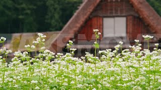 蕎麦の花が咲く白川郷の風景の無料HD動画素材サンプル【sample m0199】