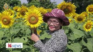 ทม.สะเดาเนรมิตพื้นที่ทางเข้าพุทธอุทยานเขาเล่ เป็นทุ่งดอกทานตะวันกว่า 1 ไร่ บานสะพรั่งเหลืองอร่าม