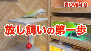 イグアナ放し飼いへの道＃１《Iguanaiguana T+albinotrans-silvereye》