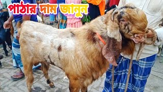 জিবলা তোতা পাঠার দাম জানুন নাটোর তেবাড়িয়া হাটে#goatfarming#natore#goat#krishibanglanatore#দিপু_ভাই