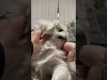 ペキニーズ　セブくん　びよんびよん😐🦁　 ペキニーズ 子犬 いぬすたぐらむ 犬 pekingese いぬとの暮らし 8ヶ月 ライオンヘアー