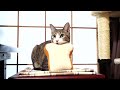 パン付き首振り猫 cat neck swing with breads 4