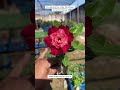 rare brazil imported adenium plant online shopping 🪴 adenium plants gardening flowers