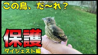 【ゴールデンレトリバー】この鳥、だ〜れ？ 小鳥の赤ちゃんを保護、スズメ じゃなさそう！