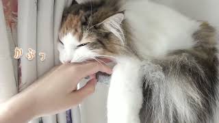 保護猫＆美人猫の、あざと可愛い寝姿がこちら！【シャム猫/シャムミックス・ノルウェージャンフォレストキャット】