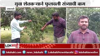 Amravati Farming of oranges : पारंपारिक पध्दतीला फाटा देत युवा शेतकऱ्याने फुलवली संत्र्यांची बाग