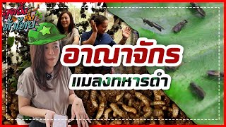 อณาจักรแมลงทหารดำ | สุดอึ้งทึ่งทั่วไทย