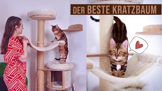 der beste Kratzbaum für Katzen / worauf achten beim Katzenbaum Kauf / Amely Rose \u0026 Catwalk