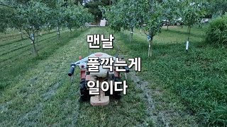 사과대추 초생재배 풀깍기 이렇게 한다.