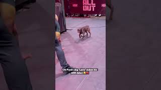 CM Punk's dog running wild at AEW All Out. 😂🐶 (credit: brocklesnarguy) #aew #cmpunk