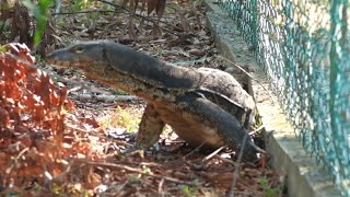 How to view wildlife in Malaysian Borneo. The real story.