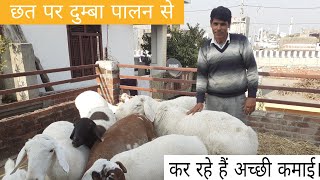 छत पर दुम्बा पालन से कर रहे हैं अच्छी कमाई | Turkey dumba | dumba goat | dumba farming