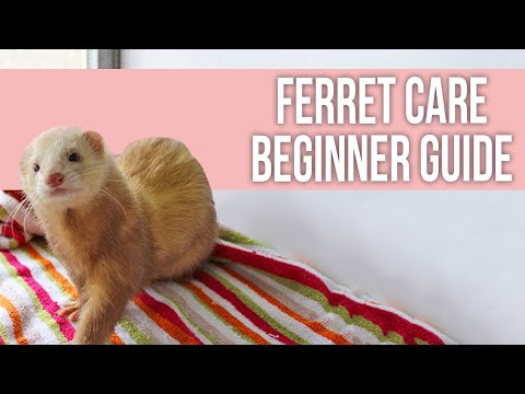 How do you house a ferret?