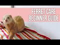 Ferret Care: How to Take Care of Your Ferret (Beginner Guide)