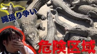 【危険区域】大量のワニを怒らせてしまった。