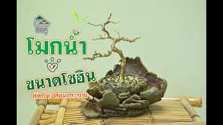 Gu Bonsai Workshop : โมกน้ำขนาดกลาง เข้าลวด