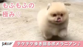 This fluffy Pomeranian is too cute!