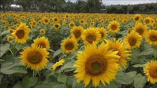 【4ｋ】2019.7.30山中湖 花の都公園 清流の滝・アジサイ・ひまわり・百日草