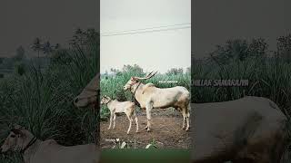 khillar cow and son#cow #bailgadasharyat #trending