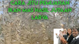 RAHASIA BUDIDAYA IKAN|CARA PEMIJAHAN IKAN MAS JUMBO HASIL LARVA MELIMPAH 100% WORK