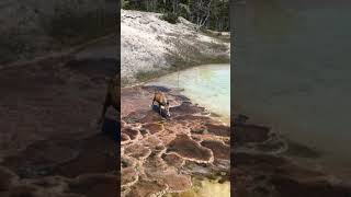 Deer in super hot springs !!!! @Yellowstone Natl. Park