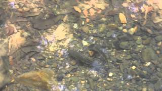 Ocellated snakehead family at Khao Sok