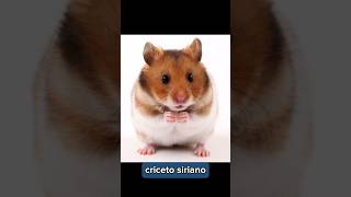 quale criceto scegli? #foryou #pet #like #animals #pets #criceto #criceti #Pino