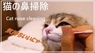 【猫の鼻掃除】綿棒で鼻掃除したら鼻くそがゴッソリとれた！【Cat nose cleaning】