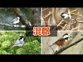 【野鳥】カラ類の知られざる能力と特徴まとめ