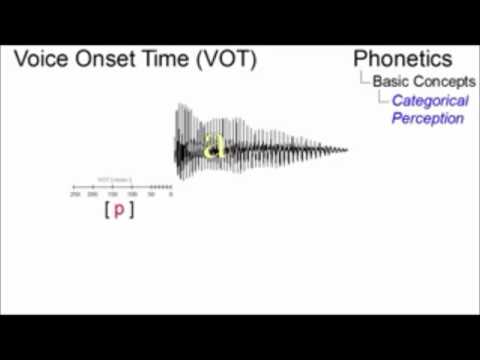 What is categorical perception psychology?