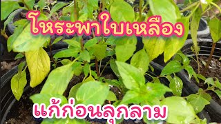 แก้ปัญหา?ต้นโหระพาใบเหลือง ราน้ำค้างก่อนลุกลาม