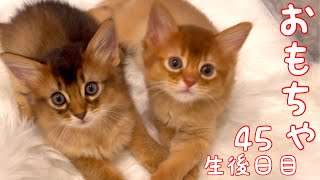 【生後45日目の仔猫】オモチャで苦虫噛み潰した赤ちゃん猫！複雑過ぎた！【ソマリ】