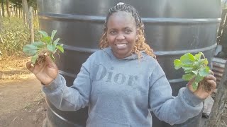 🥬🐓🐤Thriving Greens and Happy Clucks: Planting Kale and Welcoming Chicks to Their New Coop♥️💪✅