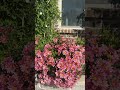 Extraordinary pink mums from the Garden #shortvideo #like #subscribe #like