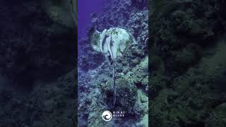 Feathertail stingray \u0026 Remoras - Ras Ghozlani 🤿 Sharm El Sheikh -Scuba Diving  - Egypt  @sinaiblues