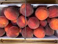 It's Peach Season! 3 Easy Ways to Preserve Peaches #shorts