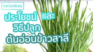 ประโยชน์ และ วิธีปลูก ต้นอ่อนข้าวสาลี (Wheatgrass) | รู้หรือไม่ - DYK