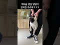 역대급 엄살 대마왕 댕댕이들 연말 연기대상감 개수작ㅋㅋㅋ 강아지 cute 웃긴영상 dog funny