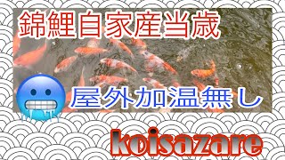 錦鯉自家産当歳魚 無加温越冬にチャレンジします！#koi ＃アクアリウム