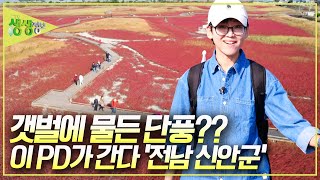 갯벌이 온통 울긋불긋! 전라남도 신안에는 갯벌에 단풍이 물들었다?! [2TV 생생정보] | KBS 20241101 방송