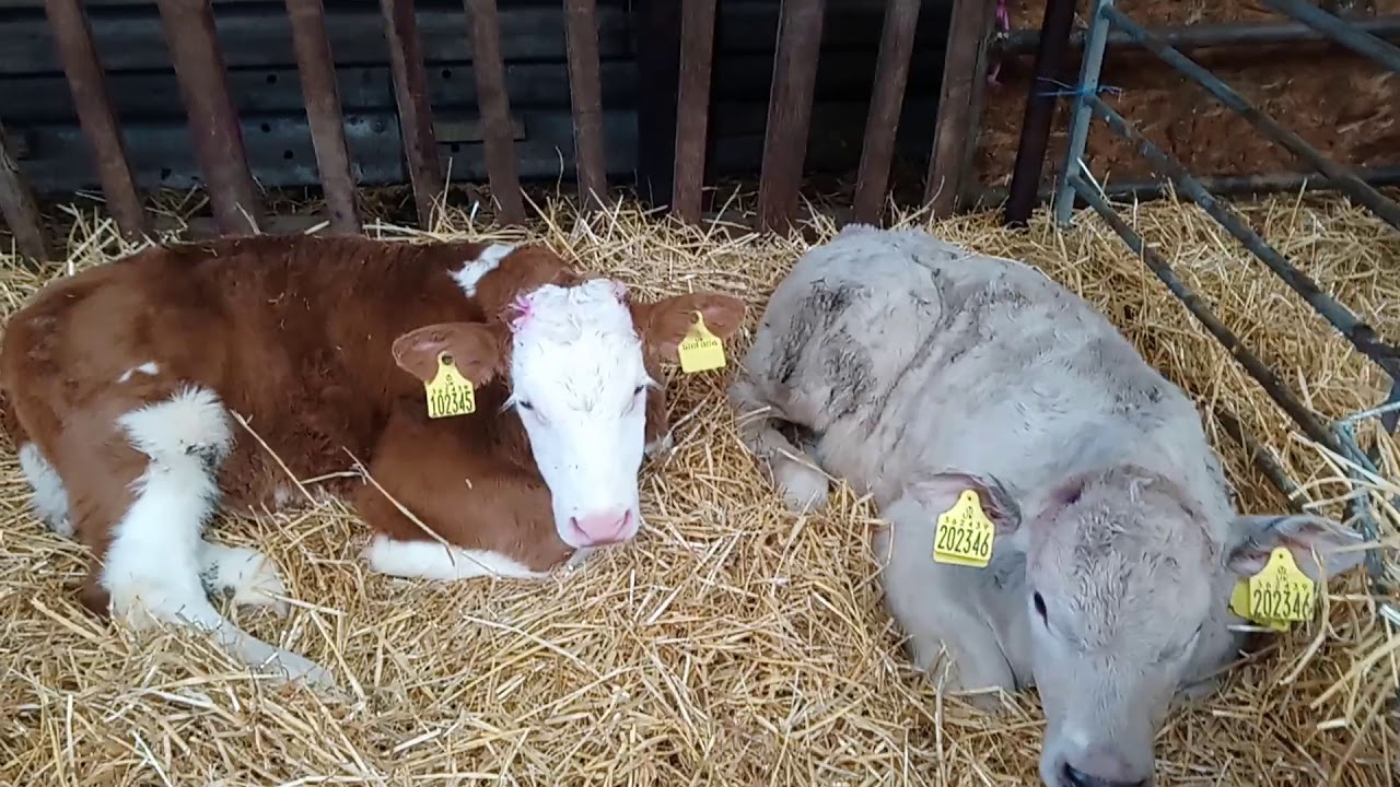 Calf Rearing And Calf Weaning - YouTube