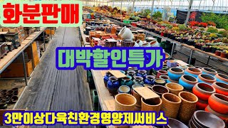 화분판매 대박할인특가 010 4499 2456 5만이상무료배송 3만이상다육친환경영양제써비스 주문은 문자로주세요