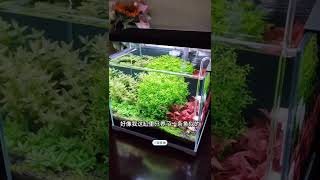 #帝王燈魚 真的是缸霸，過兩天#翻缸 ！#觀賞魚 #小馬玩水族 @DOU 小助手