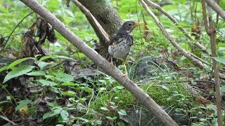 河口湖フィールドセンターのクロツグミ（雄・幼鳥）その１（4K60P動画）