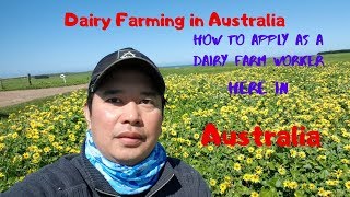 How to apply as a Dairy Farm Worker here in Australia | Dairy Farming In Australia