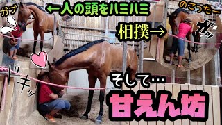 【人が大好きな馬の生態】イタズラが大好き、だけど優しい大型馬ジョイ君。彼と本気で遊んでみたら楽しすぎました。+馬のマッサージ動画「ツルマルボーイ様のシモベ」