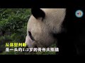 20190526 北极熊？不！白熊猫！ 专家：或为基因突变