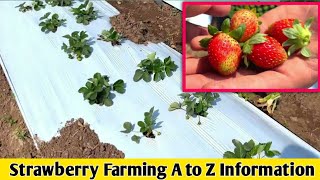 Strawberry Farming A to Z Information