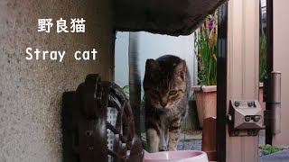 あまりお腹空いてなかったんだ　野良猫アメショちゃん